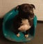 Moana - 3 years old and Good with Other Dogs Carousel 2