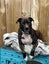 Moana - 3 years old and Good with Other Dogs Carousel 3