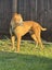 Mastiff x Pitbull for good rehome Carousel 1
