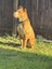 Mastiff x Pitbull for good rehome Carousel 2