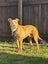 Mastiff x Pitbull for good rehome Carousel 3