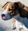 Bee - Beagle cross Bull Terrier Carousel 1