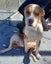 Bee - Beagle cross Bull Terrier Carousel 2