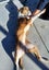 Bee - Beagle cross Bull Terrier Carousel 3