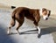 Bee - Beagle cross Bull Terrier Carousel 4