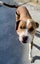 Bee - Beagle cross Bull Terrier Carousel 5