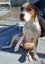 Bee - Beagle cross Bull Terrier Carousel 6