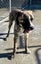 Brolly - Bull Mastiff cross Carousel 1