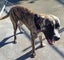 Brolly - Bull Mastiff cross Carousel 2