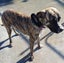 Brolly - Bull Mastiff cross Carousel 3