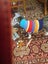 Hand knitted Wool Dog Jacket - S - M Carousel 1