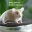 Beautiful little baby girl mice! Carousel 7