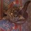 Cat up for adoption Carousel 3