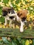 Jack Russell and Foxy cross puppies Carousel 3