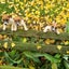 Jack Russell and Foxy cross puppies Carousel 10