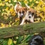 Jack Russell and Foxy cross puppies Carousel 4