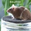 Beautiful little baby girl mice! Carousel 14
