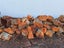 Wood Rings/Firewood Carousel 2
