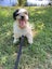 Two Maltese/Shih Tzu female adult dogs Carousel 3
