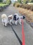 Two Maltese/Shih Tzu female adult dogs Carousel 2