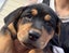 Rottweiler puppies Carousel 3