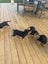 Rottweiler puppies Carousel 5