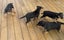Rottweiler puppies Carousel 6
