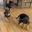 Rottweiler puppies Carousel 7