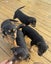 Rottweiler puppies Carousel 9