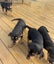Rottweiler puppies Carousel 8