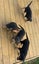 Rottweiler puppies Carousel 11