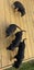 Rottweiler puppies Carousel 10