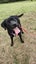 Pound Paws Rescue - Sky, Lab/Collie, Dunedin Carousel 1