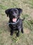 Pound Paws Rescue - Sky, Lab/Collie, Dunedin Carousel 2