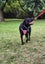 Pound Paws Rescue - Sky, Lab/Collie, Dunedin Carousel 3