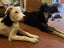 Pound Paws Rescue - Whetu - Heading pup (deaf) ChCh Carousel 6