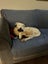 Pound Paws Rescue - Whetu - Heading pup (deaf) ChCh Carousel 7