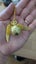 Harry Potter Quidditch watch Carousel 8