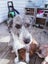 Cattle dog huntaway puppies ready to go! Carousel 4