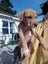 Cattle dog huntaway puppies ready to go! Carousel 6