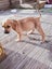 Cattle dog huntaway puppies ready to go! Carousel 8