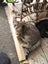 Kittens Carousel 3