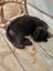 Kittens Carousel 4