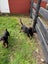 Doberman puppies Carousel 4