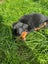 Doberman puppies Carousel 5