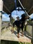 Doberman puppies Carousel 6