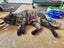 Tall, dark & extremely handsome - rehoming on behalf... Carousel 3