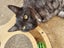 Tall, dark & extremely handsome - rehoming on behalf... Carousel 9