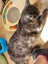 Tall, dark & extremely handsome - rehoming on behalf... Carousel 10
