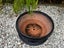 $1 Reserve-Striking Black Glazed Planter and Saucer-28cms Carousel 2